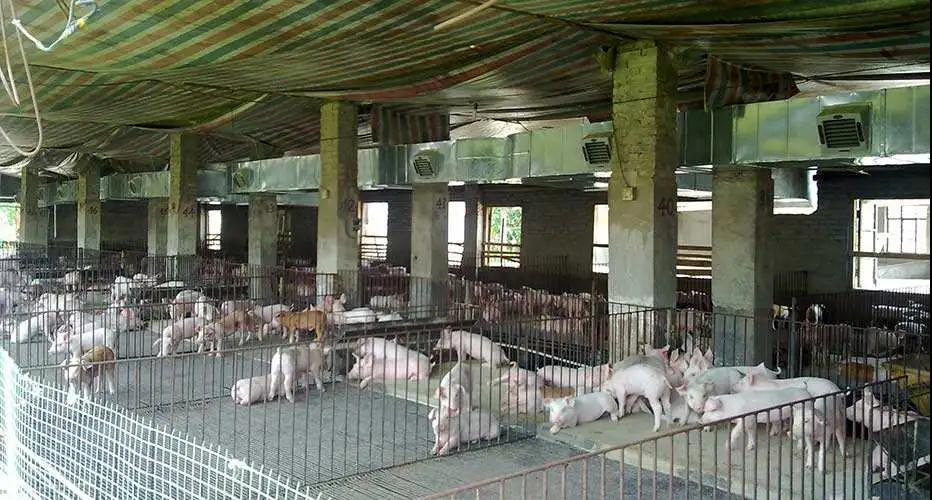 茂名养猪场降温安装案例