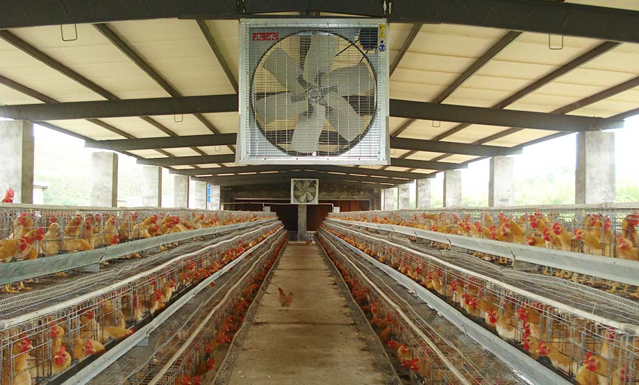 某养鸡场降温安装案例